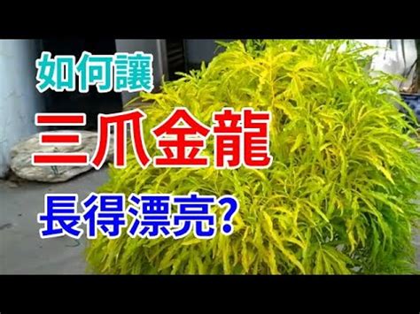 植物風水禁忌|盆栽 植栽風水禁忌 命理 植物 家裡的植物別亂種！命理。